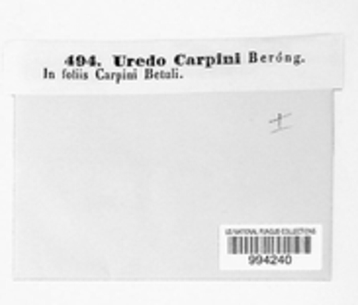 Uredo carpini image